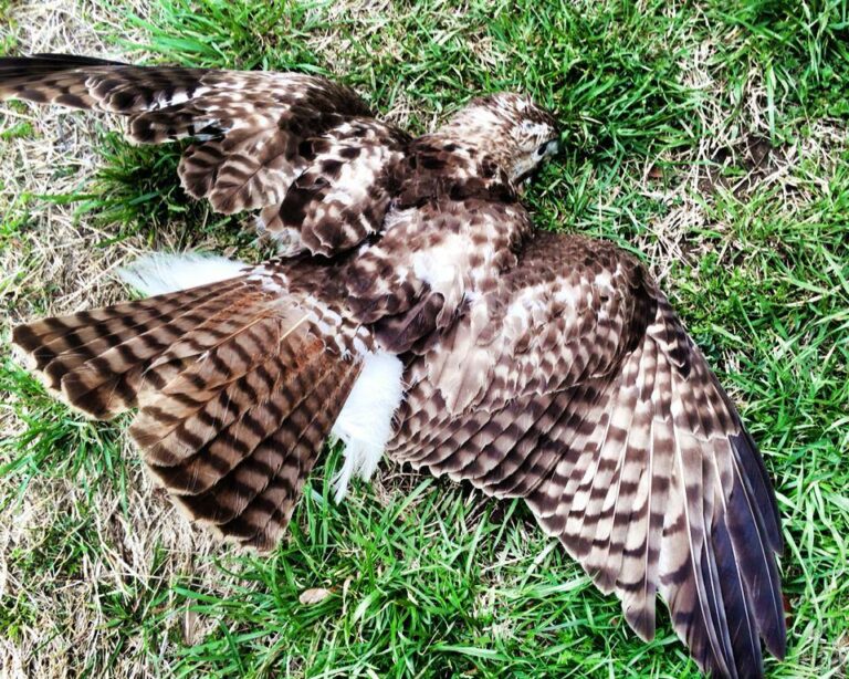 Injured Raptor - Raptor Rescue Inc